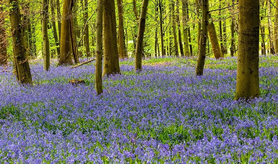 Sunlit forest carpeted with bluebells